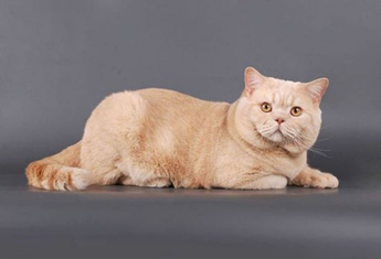 Британская короткошерстная кошка, кремовый окрас